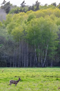 Gündüz vakti ormanda yeşil bir alanda yürüyen görkemli bir geyiğin dikey görüntüsü.