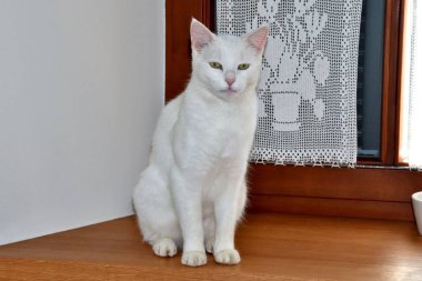 Ahşap pencere pervazında oturan sevimli beyaz bir kedinin yakın plan çekimi.