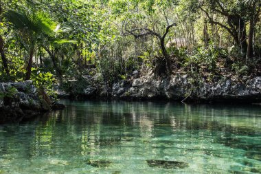 Ön planda egzotik ağaçları ve berrak turkuaz suyu olan tropikal bir orman manzarası.