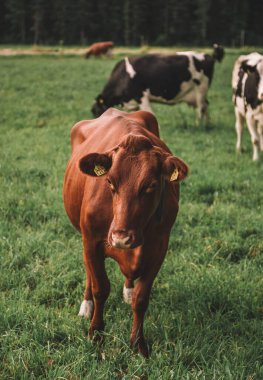 A beautiful view of cows grazing in the field