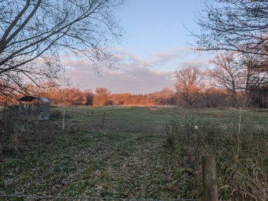 Çayırın yanındaki yapraksız ağaçların manzarası.