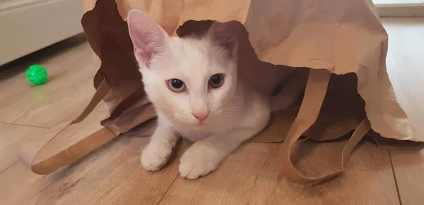 Omituinen Valkoinen Khao Manee Kissanpentu Kissa Heterokromilla — kuvapankkivalokuva