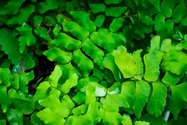 Eine Nahaufnahme Von Grünen Delta Jungfernhaarfarnen — Stockfoto