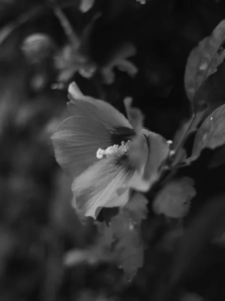 Вибірковий Фокус Зображення Квітучої Квітки Сірому Кольорі — стокове фото
