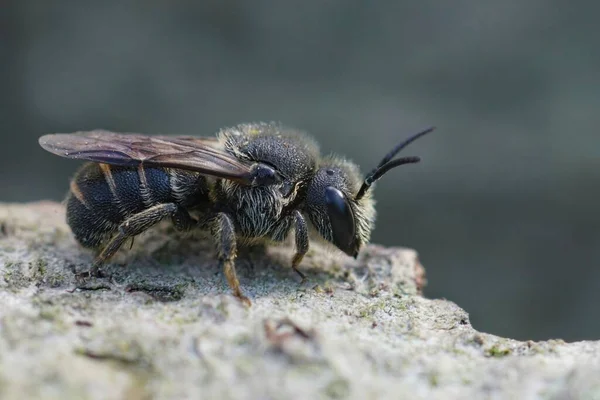 Λεπτομερής Κοντινό Πλάνο Ένα Θηλυκό Cleptoparasite Μικρή Σκοτεινή Μέλισσα Stelis — Φωτογραφία Αρχείου