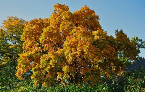 Krásný Javor Podzim Pod Modrou Oblohou — Stock fotografie