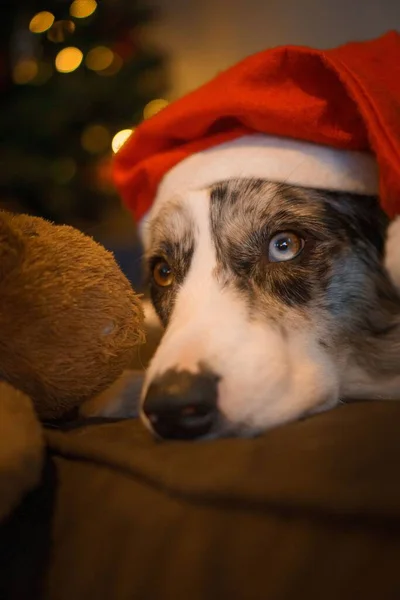 Een Schattige Hond Draagt Een Kerstman Hoed Kerstmis — Stockfoto