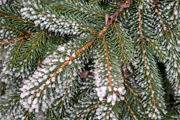 Closeup Shot Spruce Branch Covered Frost — Stock Photo, Image