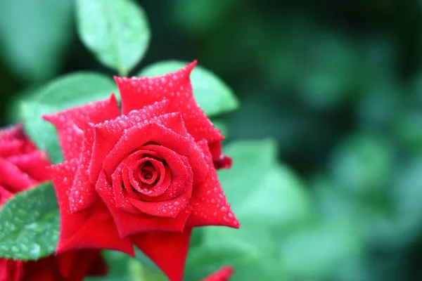 Close Uma Rosa Vermelha Com Gotículas Suas Pétalas Crescendo Jardim — Fotografia de Stock