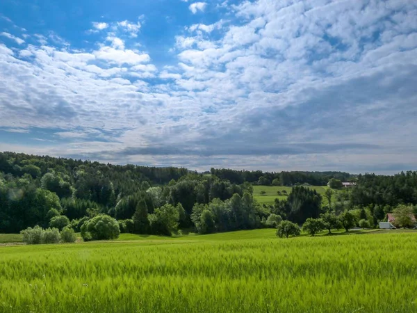 Eine Landschaftliche Aufnahme Von Grasfeldern Mit Bäumen Unter Einem Wolkenverhangenen — Stockfoto