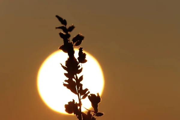 Het Silhouet Van Een Boom Bloesem Tegen Gouden Zonsondergang Lucht — Stockfoto