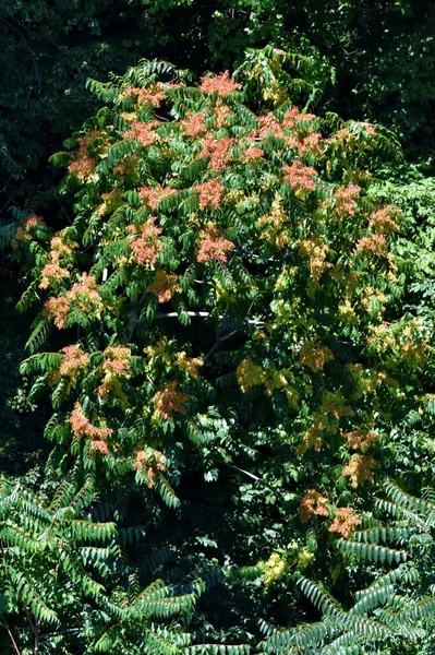 Disparo Vertical Exuberante Arbusto Con Hojas Verdes Marrones — Foto de Stock