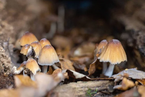 枯叶中野生蘑菇的特写镜头 — 图库照片