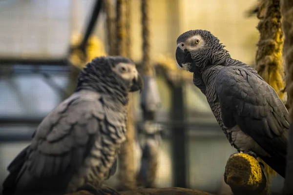 两只栖息的灰鹦鹉的特写镜头 松果鹦鹉 — 图库照片