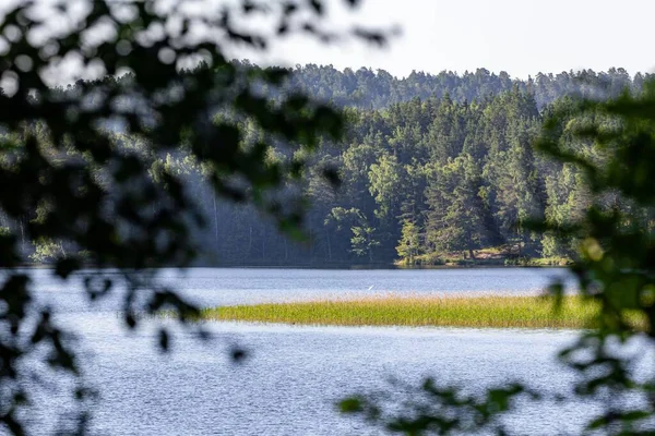 Una Vista Panorámica Tranquilo Lago Rodeado Árboles Siempreverdes Durante Día —  Fotos de Stock
