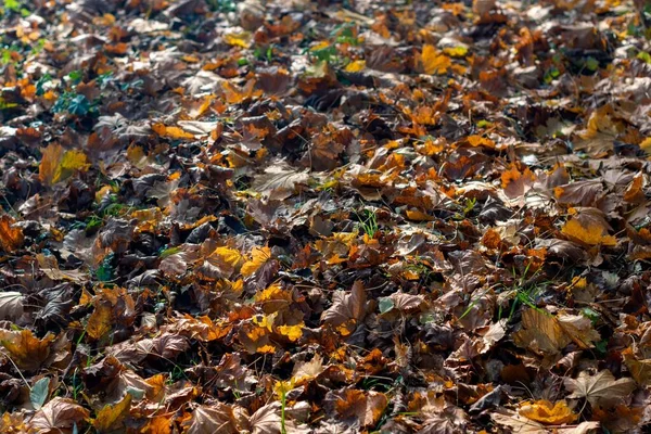 Closeup Shot Fallen Dry Leaves — Stock Photo, Image