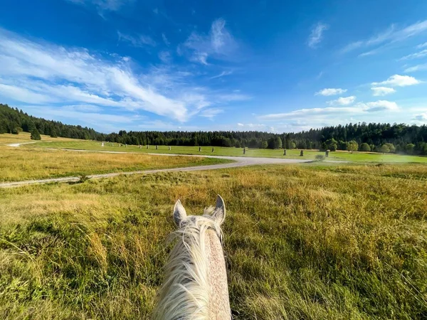 Een Prachtig Uitzicht Paardrijden Een Veld Met Droog Gras Bij — Stockfoto