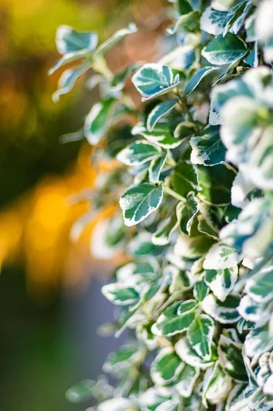 Селективный Фокус Зелено Белых Листьев — стоковое фото