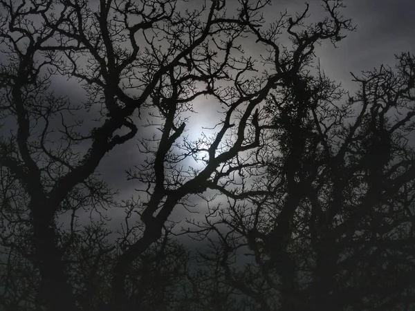 Une Silhouette Branches Arbres Lors Une Nuit Clair Lune Dans — Photo