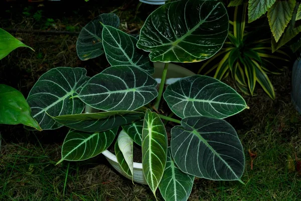 Una Planta Maceta Tropical Alocasia Reginula — Foto de Stock
