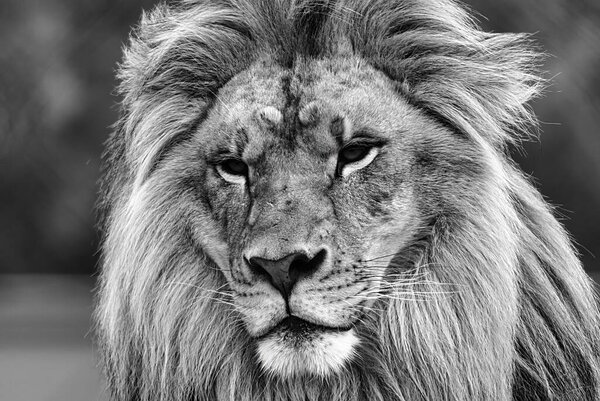 A closeup of a lion. Grayscale