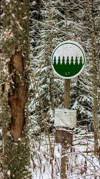 Egy Fenyőerdő Jelzése Téli Parkban — Stock Fotó