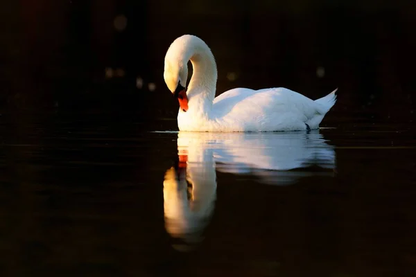 日出时美丽的天鹅倒映水的景象 — 图库照片