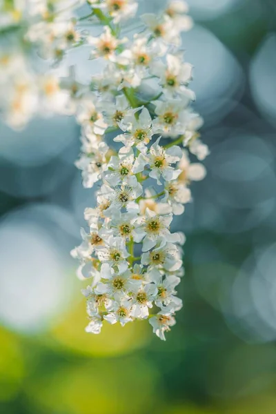 Plan Vertical Fleur Cerisier Blanc Sur Fond Bokeh — Photo