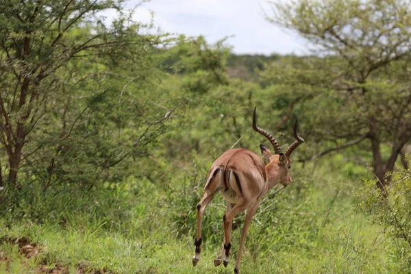 Primer Plano Impala Caminando Sobre Hierba Verde —  Fotos de Stock