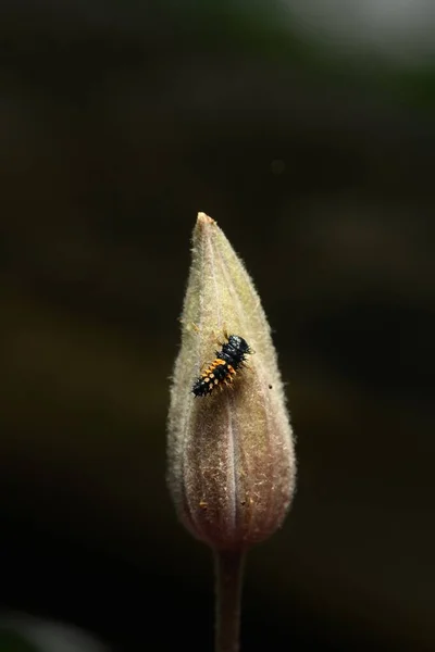 Een Verticaal Close Shot Van Een Insect Een Bloem Knop — Stockfoto