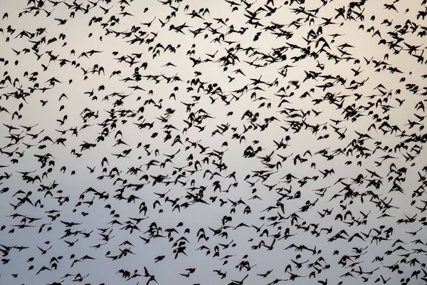 Flock Med Hundratals Fåglar Som Migrerar Till Varma Länder — Stockfoto