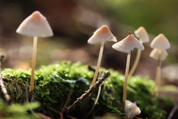 Eine Nahaufnahme Von Kleinen Mycena Pilzen Aus Einem Wald Auf — Stockfoto