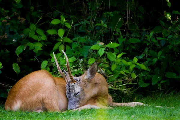 Beautiful View European Roe Deer Sleeping Garden — Stock Photo, Image