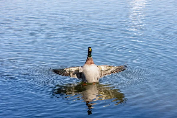 Μάλαρντ Σκύβει Κουνώντας Φτερά Του Στο Νερό — Φωτογραφία Αρχείου