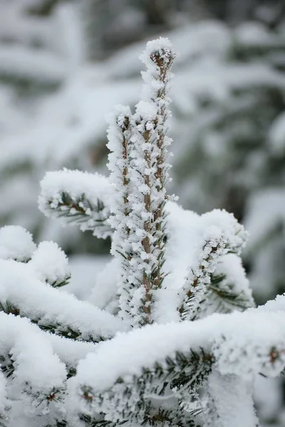 在模糊的背景下 一张由绿叶覆盖着雪的松树树枝的垂直特写照片 — 图库照片