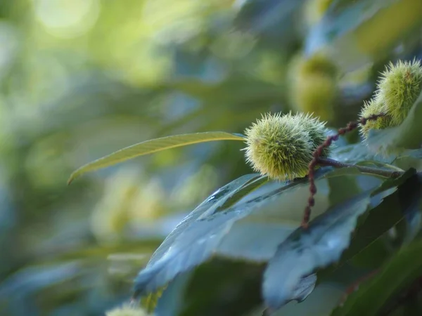 Japon Kestanelerinin Bahçede Çiçek Açtığı Yakın Plan Bir Fotoğraf — Stok fotoğraf