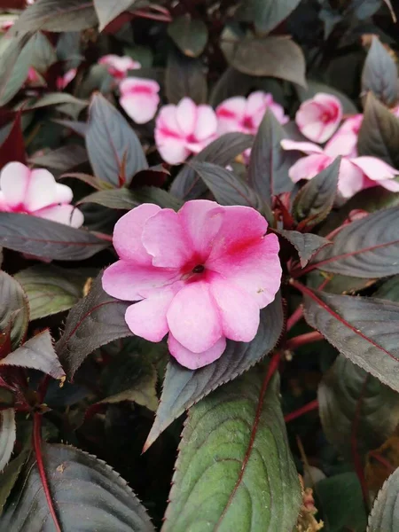 Uma Vista Vertical Close Flores Impatiens Rosa Crescendo Com Folhas — Fotografia de Stock