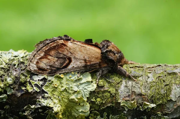 木の樹皮の上に目立つ蛾 Notodonta Ziczac — ストック写真