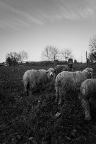 Svislý Černobílý Záběr Ovcí Pastvině — Stock fotografie