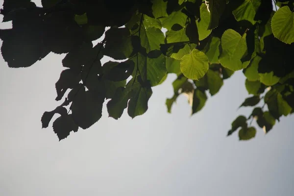 나무의 사이로 햇빛의 — 스톡 사진