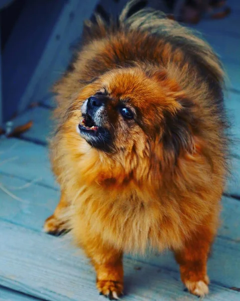 Uma Raça Cães Pekingese Fofo Chão Madeira — Fotografia de Stock
