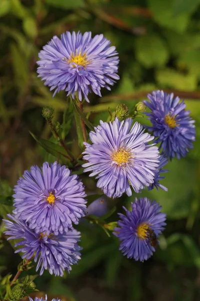 A light blue asters in the garden in closeup
