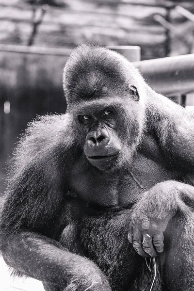 Retrato Gorila Preto Branco Com Fundo Embaçado — Fotografia de Stock