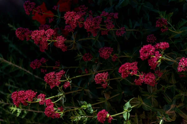 Egy Közeli Kép Gyönyörű Vörös Valerian Virágok Egy Zöld Bokor — Stock Fotó