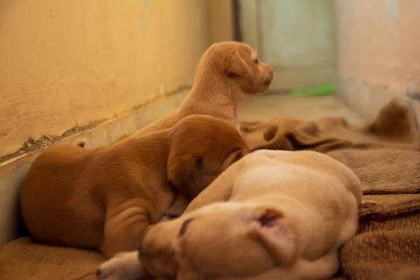 Primer Plano Tres Lindos Cachorros Recién Nacidos Acostados Tela Luz — Foto de Stock