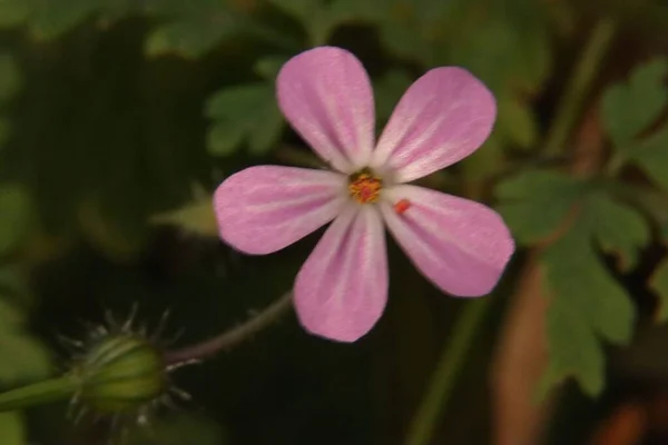 Ein Zartrosa Kräuterrobert Geranium Robertianum Auf Dem Verschwommenen Hintergrund — Stockfoto