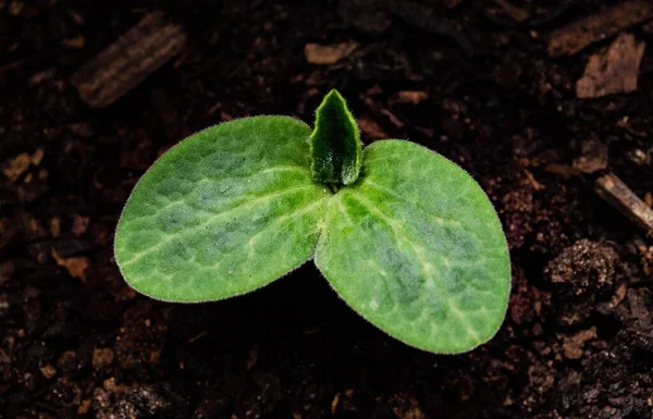 Крупный План Зеленых Листьев Цветущего Растения Cucurbita Maxima — стоковое фото