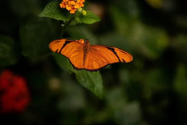 오렌지 나비의 — 스톡 사진