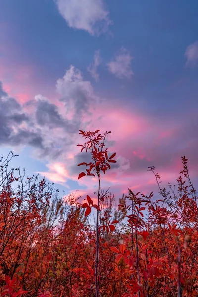 Pionowe Ujęcie Czerwonych Roślin Pole Pod Zachmurzonym Niebem Zachodzie Słońca — Zdjęcie stockowe