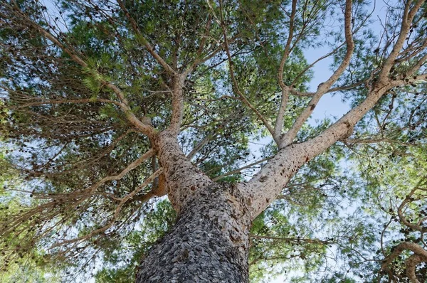 Tiro Baixo Ângulo Uma Árvore Alta Contra Céu Azul — Fotografia de Stock